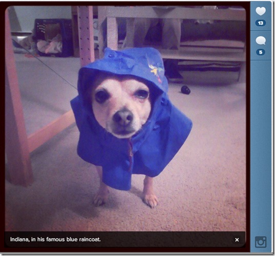hurricane-sandy-dogs-31