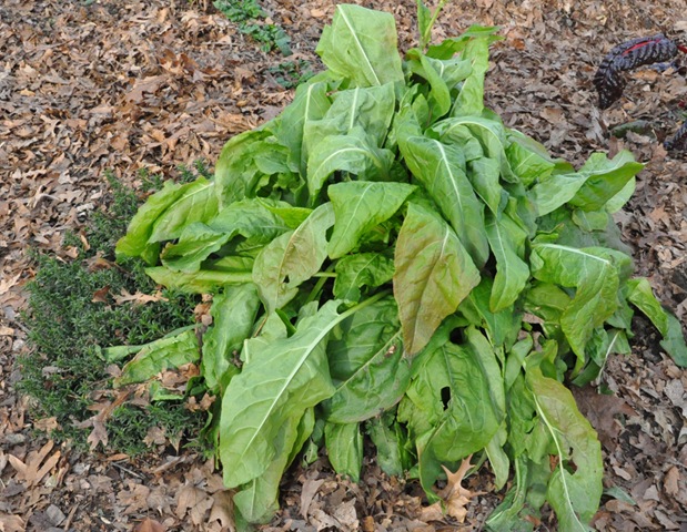 [French%2520Sorrel%255B5%255D.jpg]