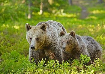 Brown bears in Europe. Photo courtesy European Wildlife