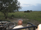 Just a shot showing how close the lions and cubs were.