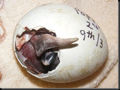 Penguin chick in egg