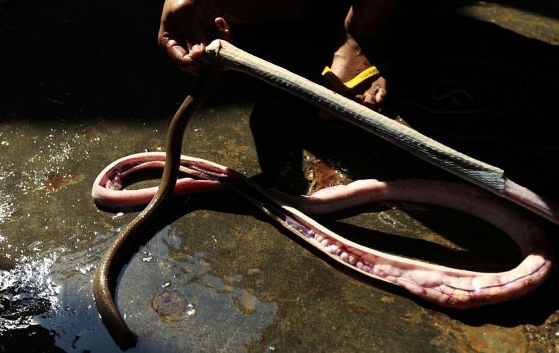 صور مدهشة لمسلخ الثعابين في اندونيسيا Snake-slaughterhouse-9%255B6%255D