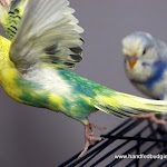 Cassidy Cassidy in flight.jpg
