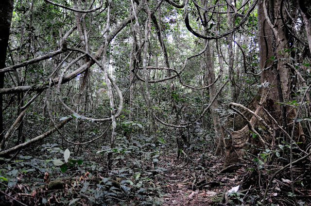 En forêt. Environs d'Ebogo (Cameroun), 23 avril 2013. Photo : Daniel Milan