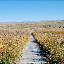 Tianshan - Paysage prairie et chemin