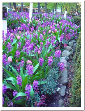 flowers in tivoli
