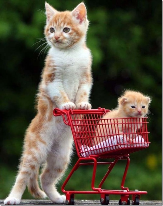 animals-mini-me-12