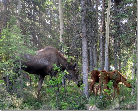 Riley Creek CG Moose & Calves-17