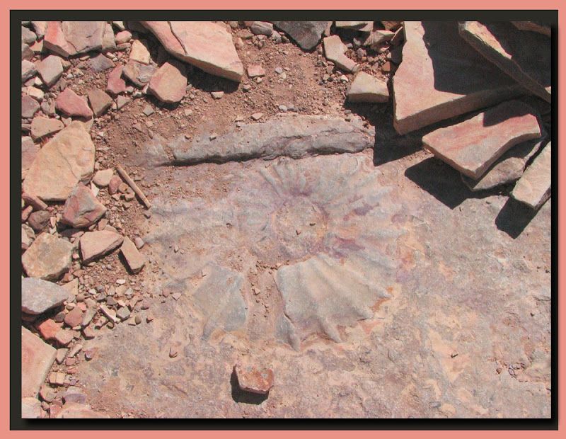 fossil.jpg Fossil