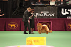 This round of judging is even more challenging, because now, the competition is against dogs, like myself, who have all won the best of their breed.