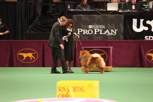 This round of judging is even more challenging, because now, the competition is against dogs, like myself, who have all won the best of their breed.