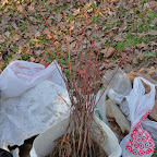 Handing out free tree seedlings