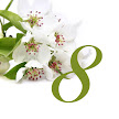 Cherry Blossom - JPGS 7 Table Number/Name