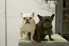 Bath Time For Frenchies
