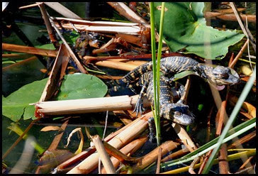 02c - Shark Valley - Baby Gators not as big as a leaf