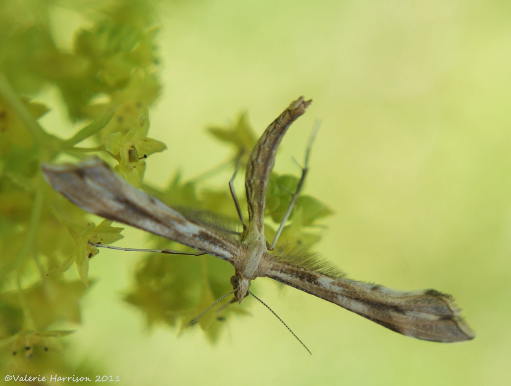 [plume-Pterophorinae-Platyptilia-pall%255B2%255D.jpg]