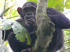 Chimpansen, Kibale National Forest
