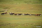 Running horses