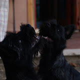 Cucciolata R