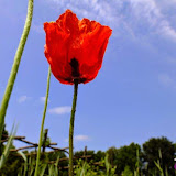 DSCF7174.jpg