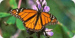 mariposa-monarca-estado-mexico-nov12