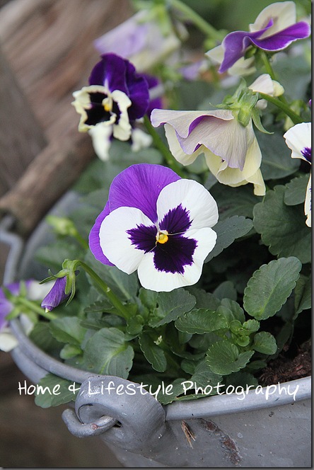 Home & Lifestyle Home & Lifestyle