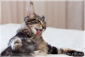 maine-coon-in-home-02.jpg