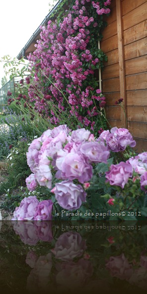 IMG_4687 IMG_4687