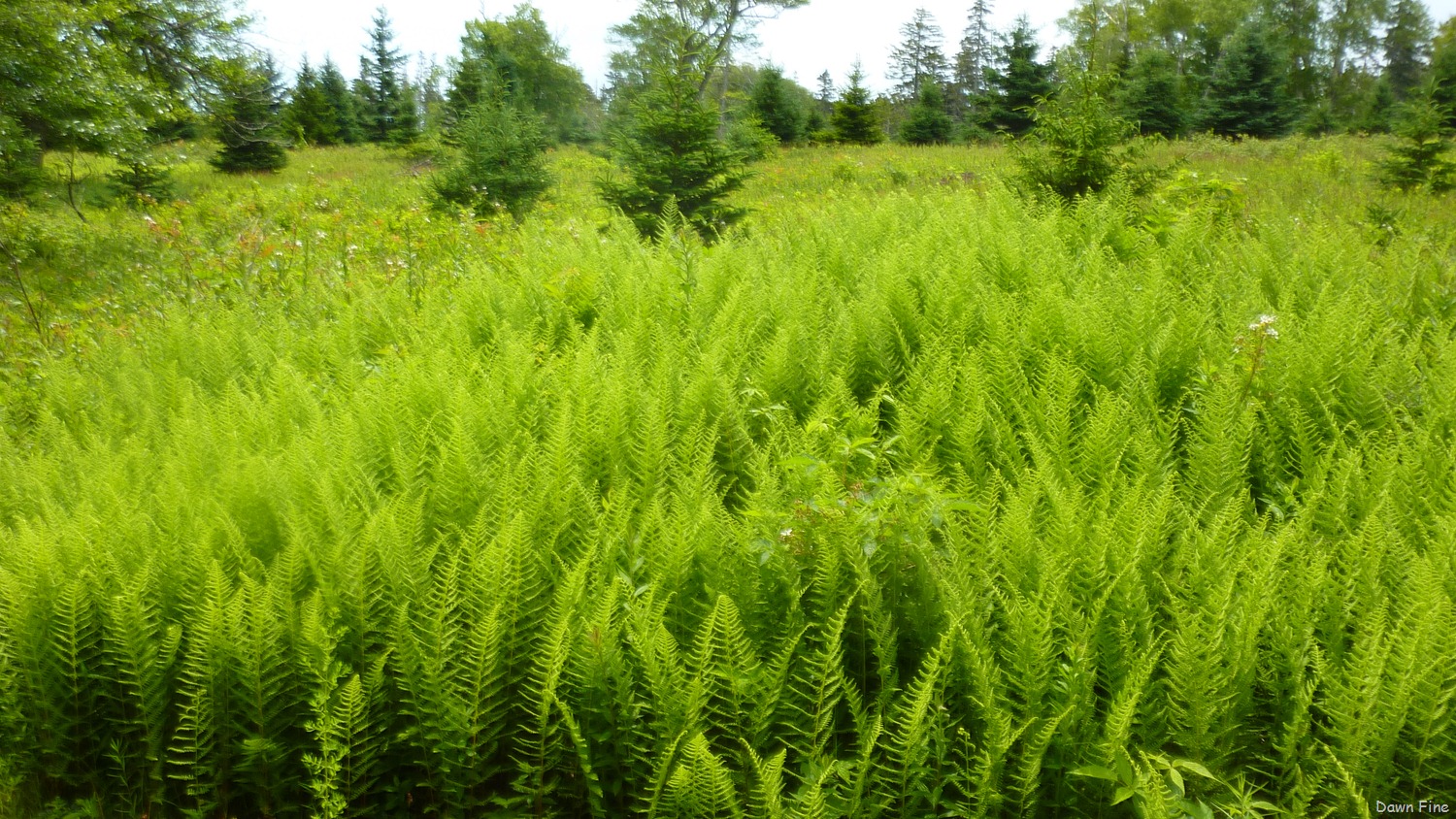 [Acadia-National-Park_1373.jpg]