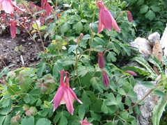 DSCF2252