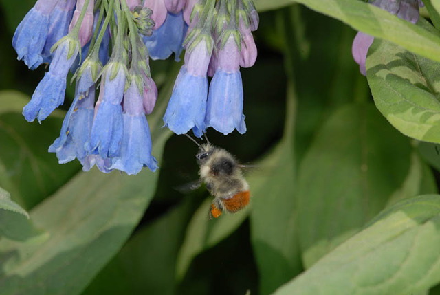 A bumblebee worker visits flowers of the tall bluebell for both nectar and pollen. scientists have found a fall-off in wildflowers at mid-season in montane meadow ecosystems. David Inouye / NSF