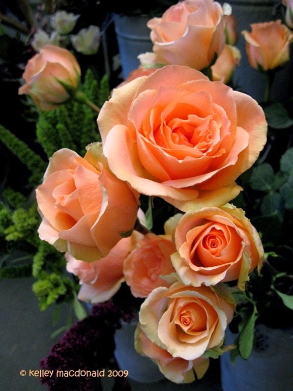 [Rosa-VERSILIA4.jpg]