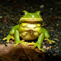 Green tree frog
