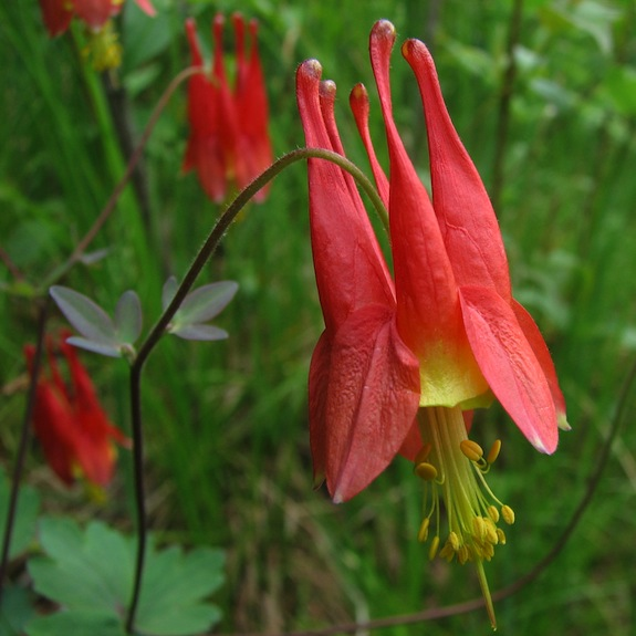 The wild columbine, among other plants, now flowers nearly a month earlier than it did in the 1800s. Photo: Wikimedia Commons