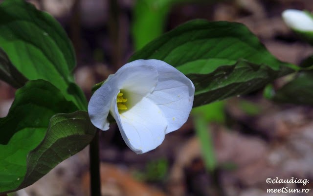 Trillium grandiflorum