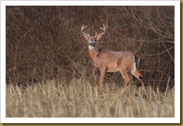- White-tailed Deer- Buck 6 pts-ROT_5018 January 29, 2012 NIKON D3S