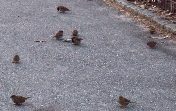 Birds on the Sidewalk