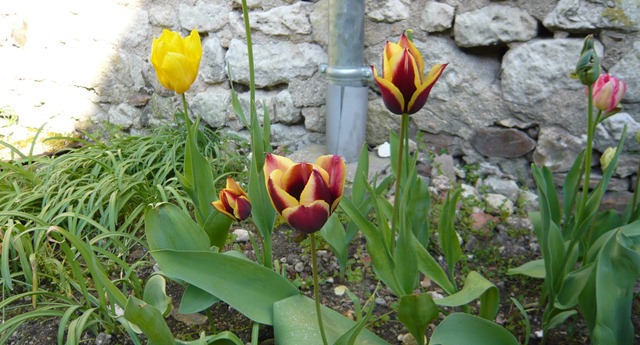 [tulips3%255B3%255D.jpg]