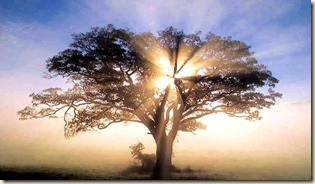 oak_tree_1_copy(1) oak_tree_1_copy(1)