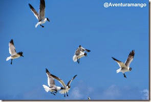 Gaivota em cayo Largo, Cuba (2)