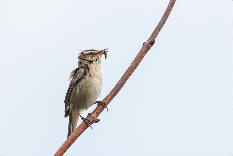 Willow Warbler singing