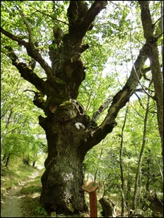 Roverella delle Casette Roverella delle Casette
