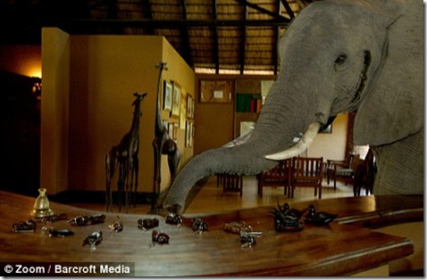 elefantes de zambia (1)