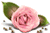 [50x33-rose-TR%255B2%255D.gif]