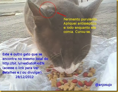 gato cinzento abolição rio zn gato cinzento abolição rio zn