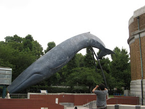 Life-size blue whale outside of the Tokyo National Museum.