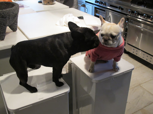 Say, you're kind of cute.  Sharkey, right?  I read your great blog regularly.  G.K.'s recent posts about his show training is what inspired me to try the show biz circuit.  Where's that brindle sister of yours?