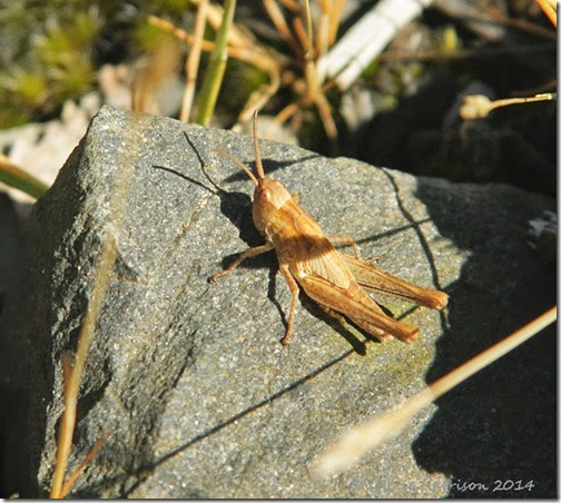 Meadow Grasshopper-2