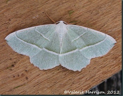Light-Emerald Light-Emerald
