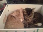 Or as needed for warmth...
(or simply because an empty box beckons and far be it for them to let it go unused.. cats are consummate recyclers!) That's my Max and the amazing 3 legged Ms. Olive!
